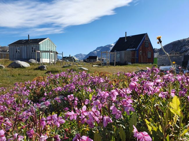 Floraison pendant le court été arctique. Photo de Jean-Pierre Cachard