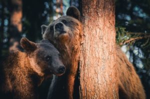 Ours bruns en Finlande