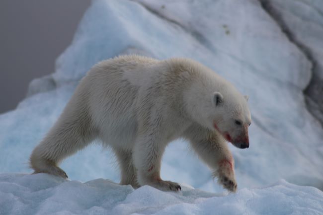 Un ours polaire rassasié au Spitzberg. Photo de Jean-Pierre Cachard